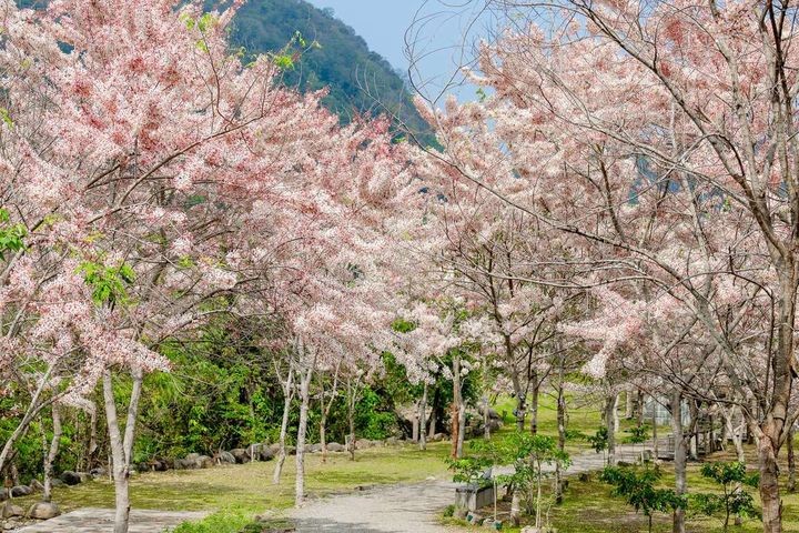 ▲春季東高雄九區，不僅能賞螢，還能在花旗木下感受粉色浪漫。　圖：高雄市政府觀光局／提供