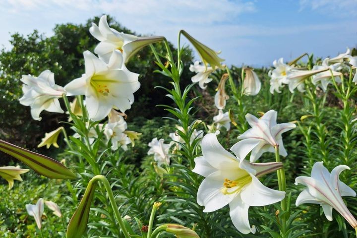 ▲基隆嶼的鐵炮百合。　圖：基隆市政府產業發展處／提供