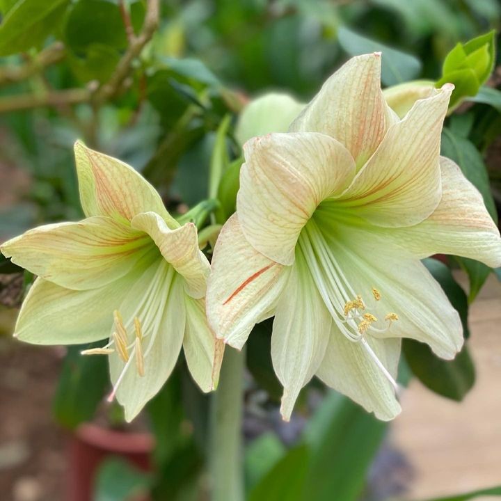 ▲孤挺花，花色從深紅、純白到複色漸層，展現育種的多樣性與觀賞價值。　圖：臺北市政府工務局／提供