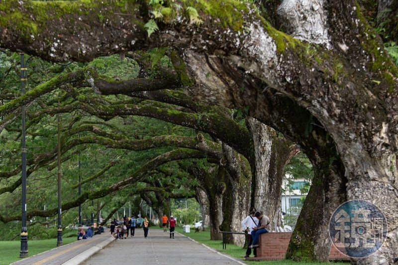 太平湖濱公園最吸引人的場景，莫過於由巨大雨樹形成的綠色隧道。