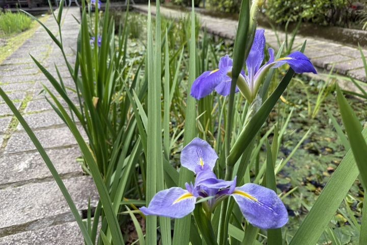 ▲水生池旁，鳶尾花盛開，綻放出優雅與力量兼具的美感。　圖：臺北市政府工務局／提供