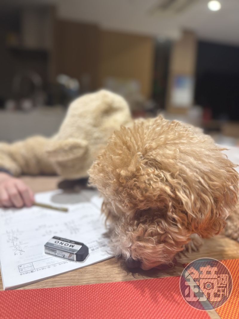麻衣兒子跟愛犬就像是兄弟一般的相處。（讀者提供）