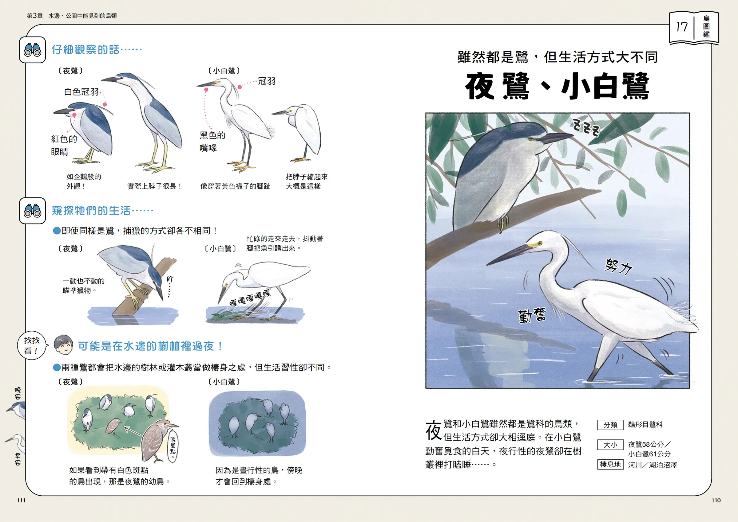 日常鳥生活》：其實沒有一種鳥叫「白鷺鷥」？夜鷺跟小白鷺差在哪裡