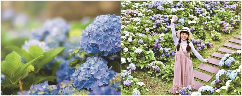 竹子湖的繡球花悄然綻放,為春末夏初的陽明山帶來全新花海風貌。(資料照/台北市產業發展局)