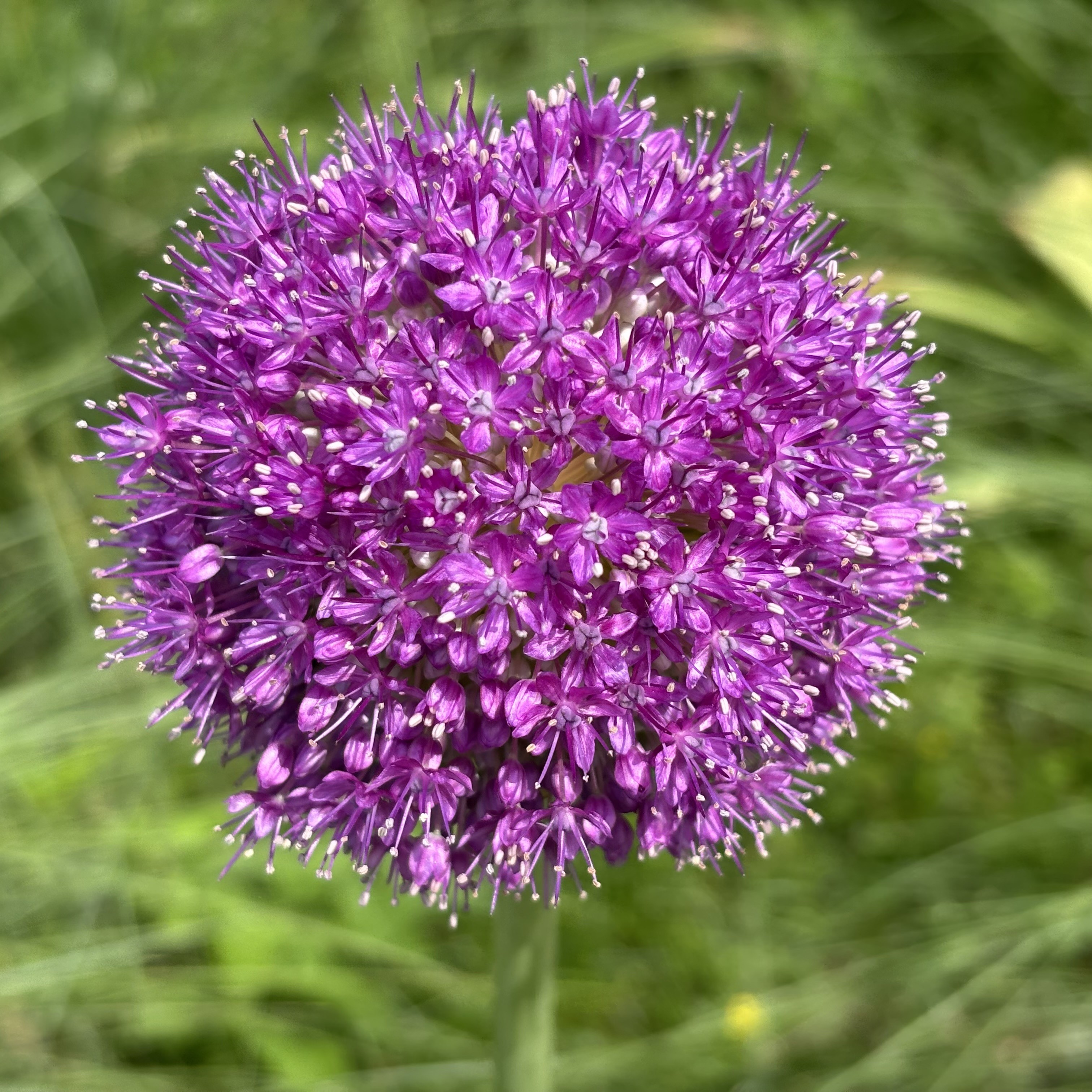 ▲繡球蔥花（Allium giganteum）近看是由一朵朵星形小花組成，精緻又可愛。　圖：一般財團法人公園財團 Parks Japan.F／提供