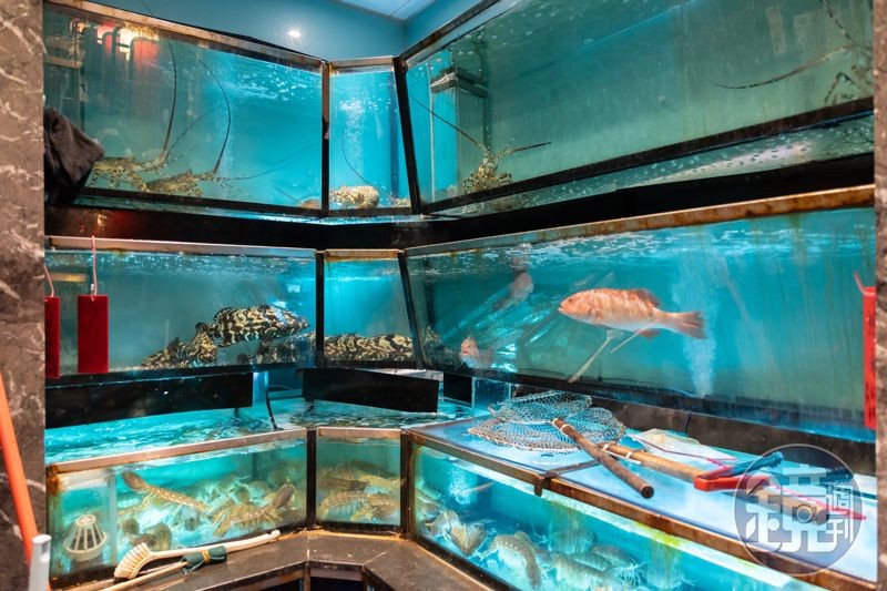 水族箱裡是新鮮魚蝦貝類,螃蟹則是從澳洲、越南冷藏冬眠到港。