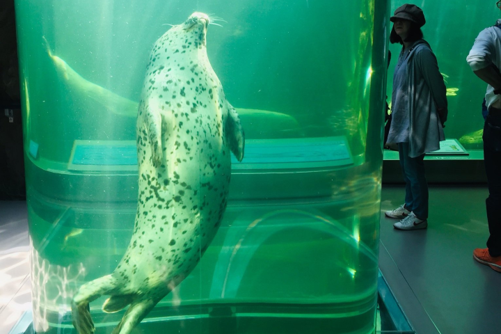 ▲旭山動物園內的海豹會穿梭在水管之中。　圖：Rolisa Tour／提供