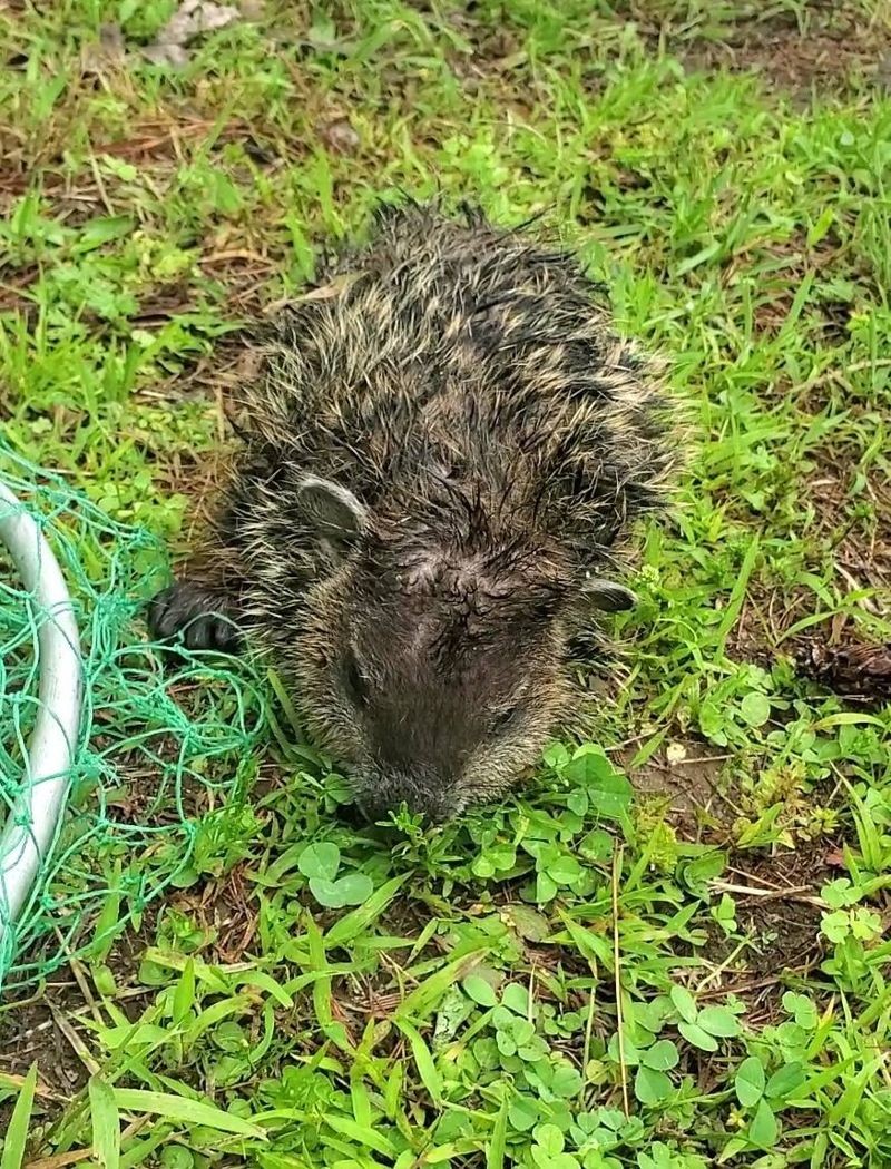 土撥鼠也被救回。(翻攝自臉書@Belchertown Animal Control)