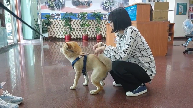 阿柴親暱蹭腳撒嬌模樣，讓人看了超暖心。（桃園警分局提供）