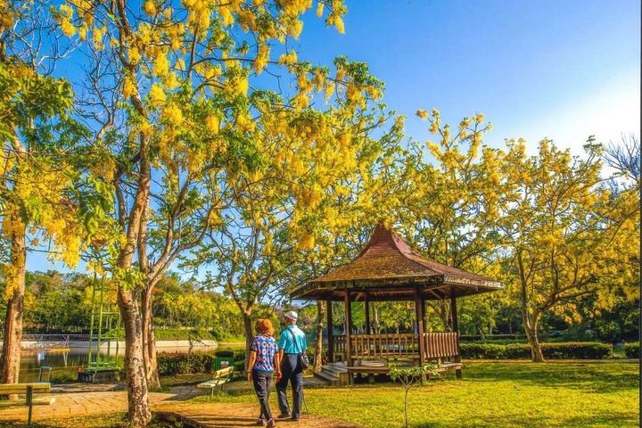 ▲阿勃勒花季期間，盛開美景宛如黃金地毯。　圖：臺南市政府觀光旅遊局／提供