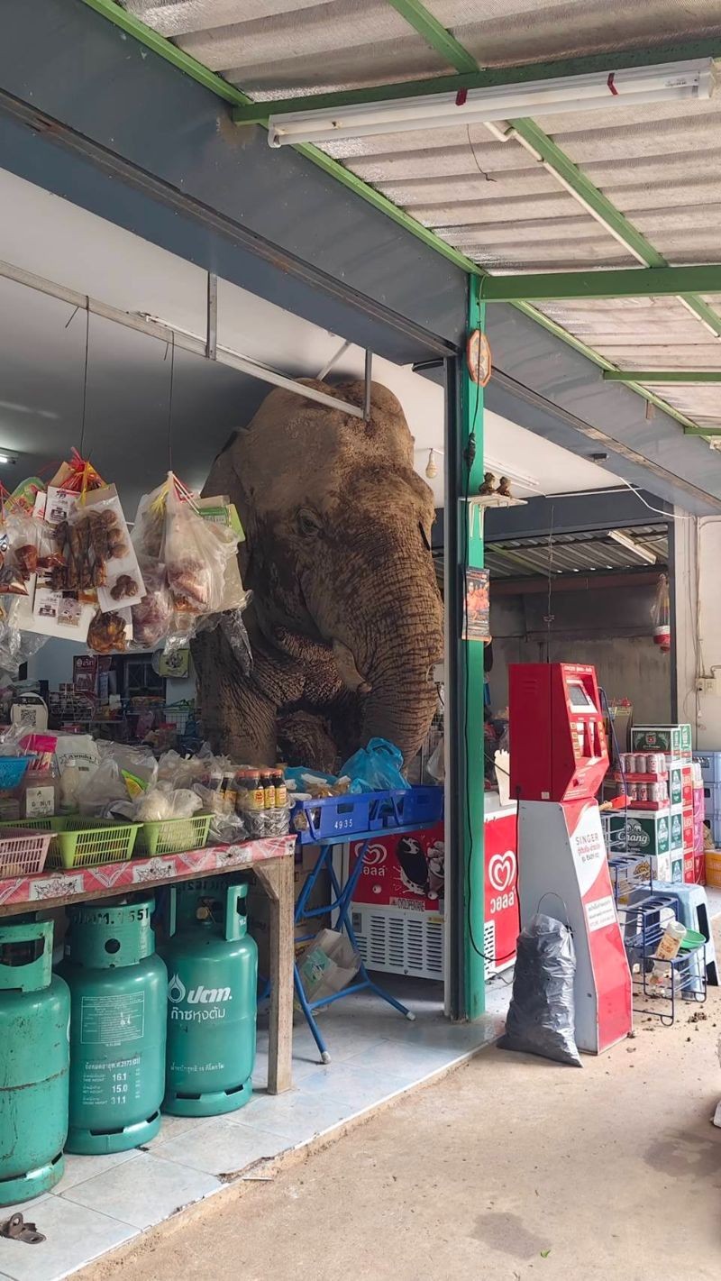 一頭野生可愛大象闖入便利商店「大快朵頤」,吃了一堆脆米餅和雞蛋後,才滿足地離開。(翻攝畫面)
