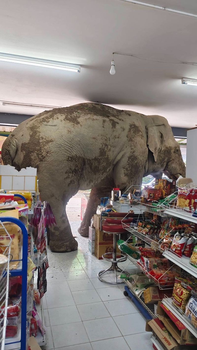 一頭野生可愛大象闖入便利商店「大快朵頤」,吃了一堆脆米餅和雞蛋後,才滿足地離開。(翻攝畫面)