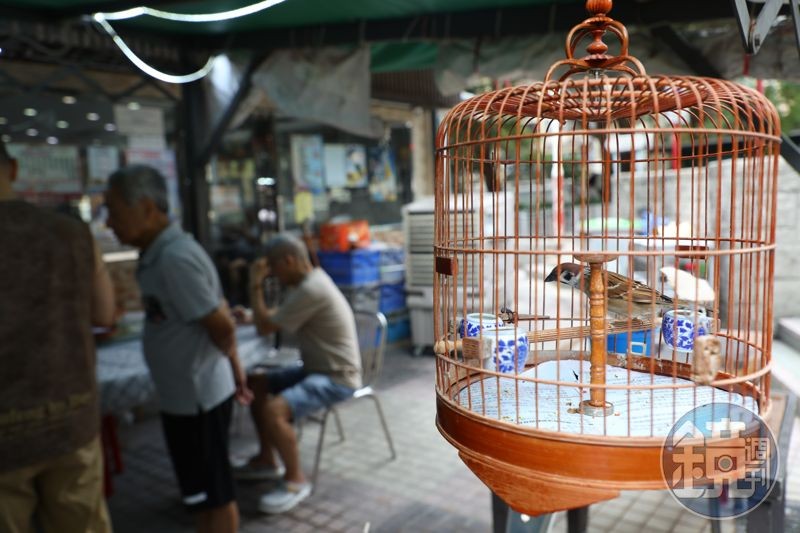 許多老客人帶著自家養的雀鳥出來溜達,順便吃完飯再回家。