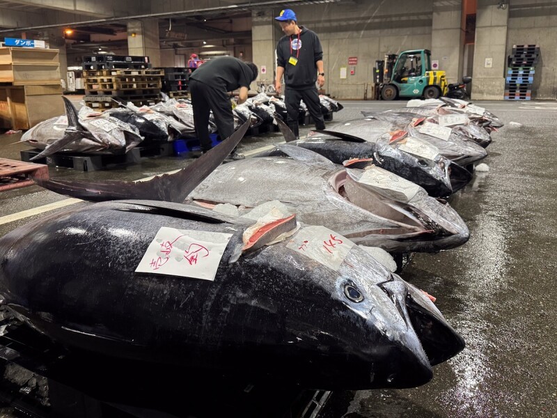 「長浜魚屋」從福岡的長浜鮮魚市場嚴選最鮮活的黑鮪魚,每週空運來台。