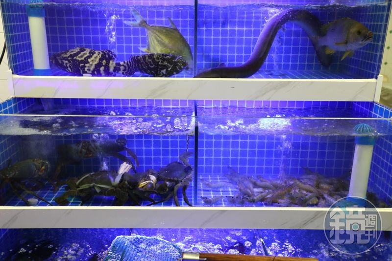 中記擁有自己的水族箱,生猛海鮮活跳跳。