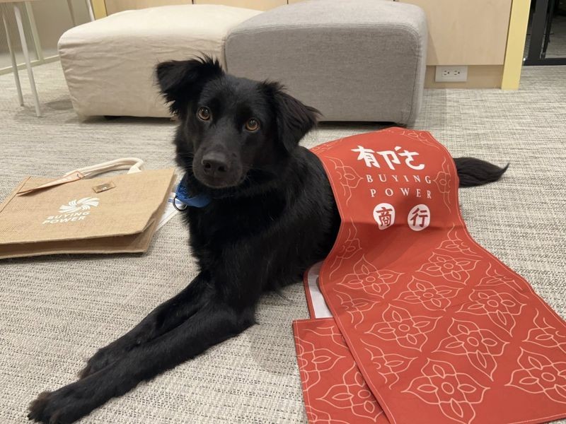 從街頭浪浪到穩定自信的狗老師,心輔犬的訓練歷程令人動容。(翻攝自臉書/心輔犬心流幸福研究室 )
