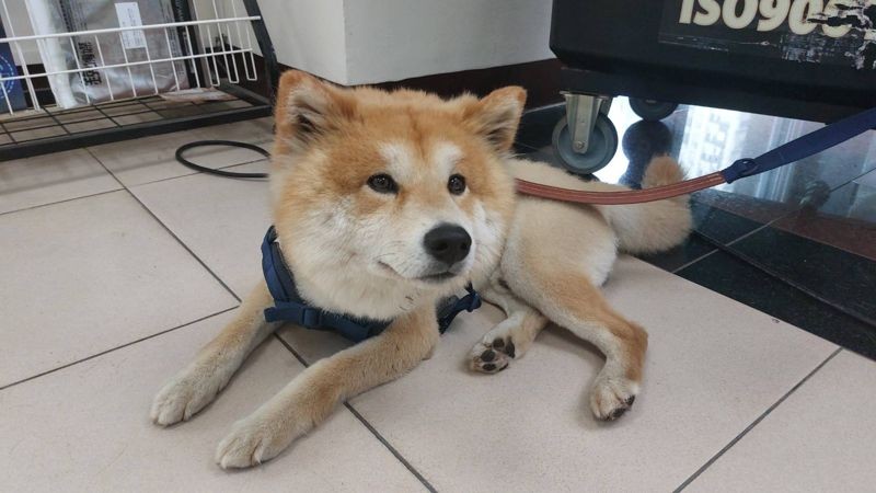 這隻柴犬毛色乾淨漂亮，疑似走失不久，警員幫牠準備狗糧與水，臨時變身中途之家。（桃園警分局提供）