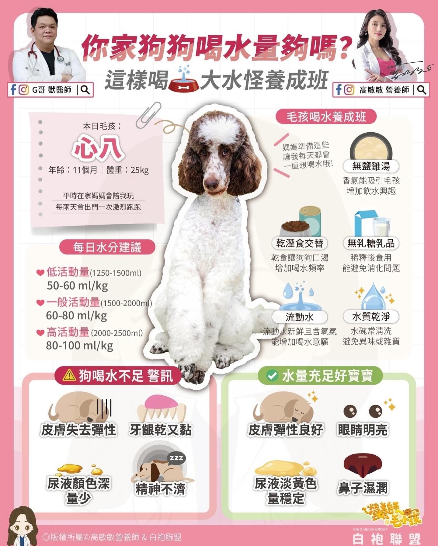 **毛孩健康指南:如何確保狗狗每日飲水充足?**