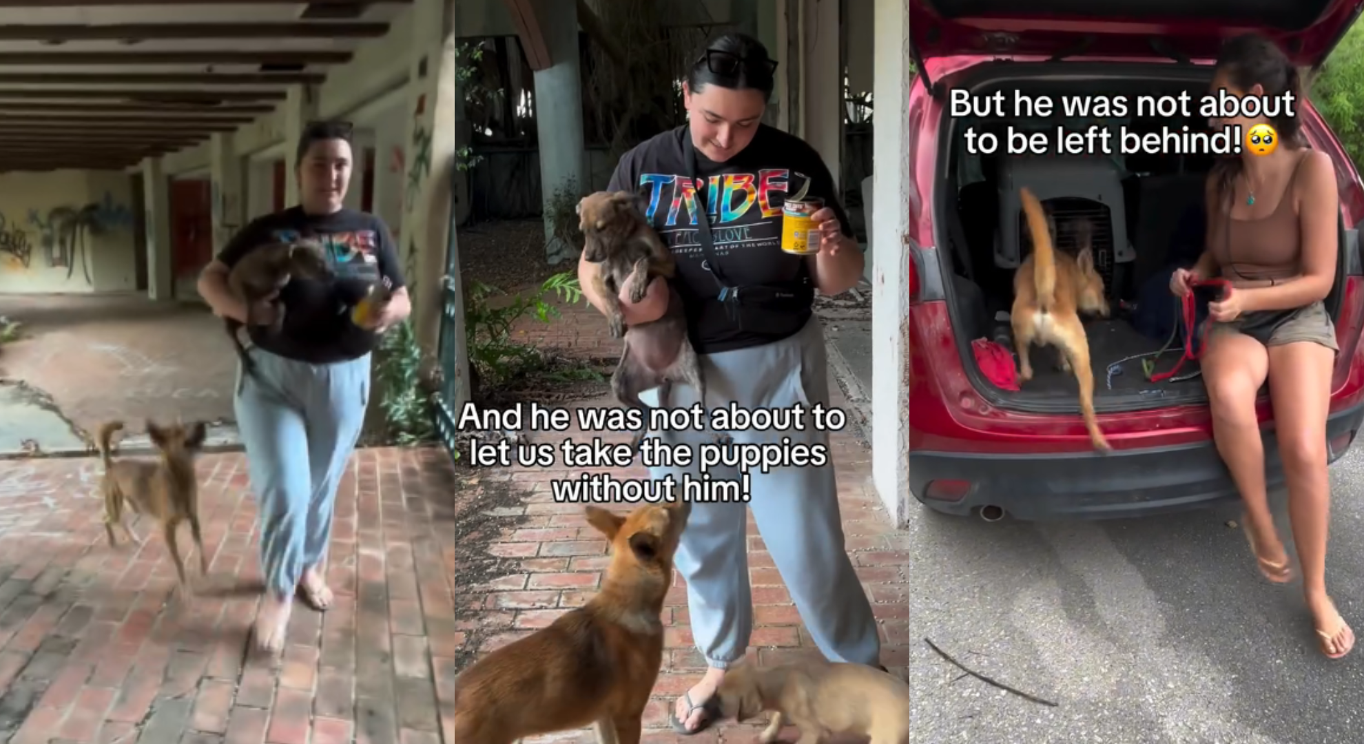 狗爸爸緊追救援人員守護小幼犬