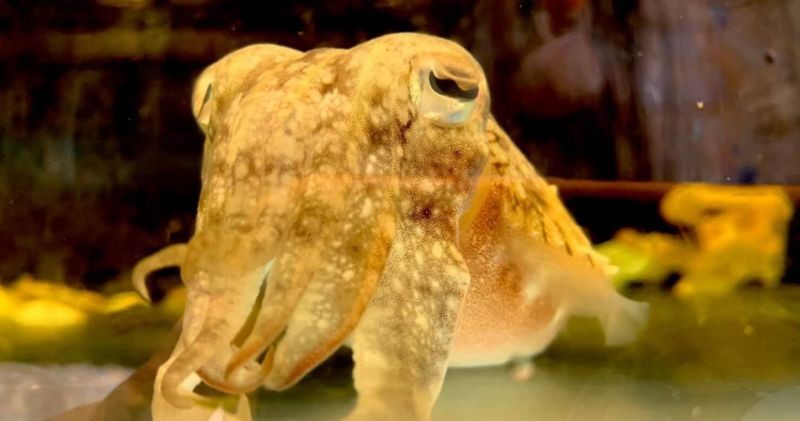 清華大學花枝實驗室爆紅!每天餵食+測水質成「夢幻職缺」。(翻攝自清華大學臉書)