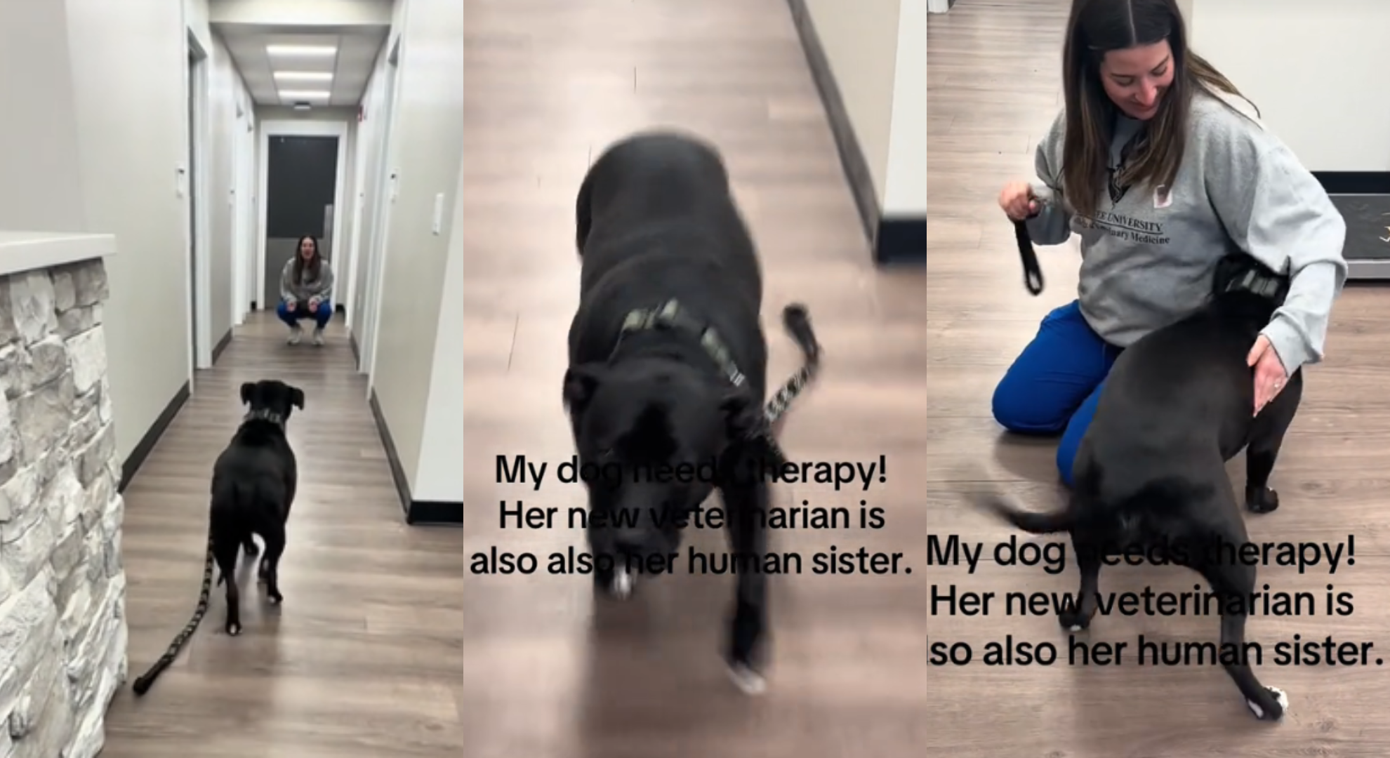 比特犬發現「可怕獸醫」是姊姊瞬間當機