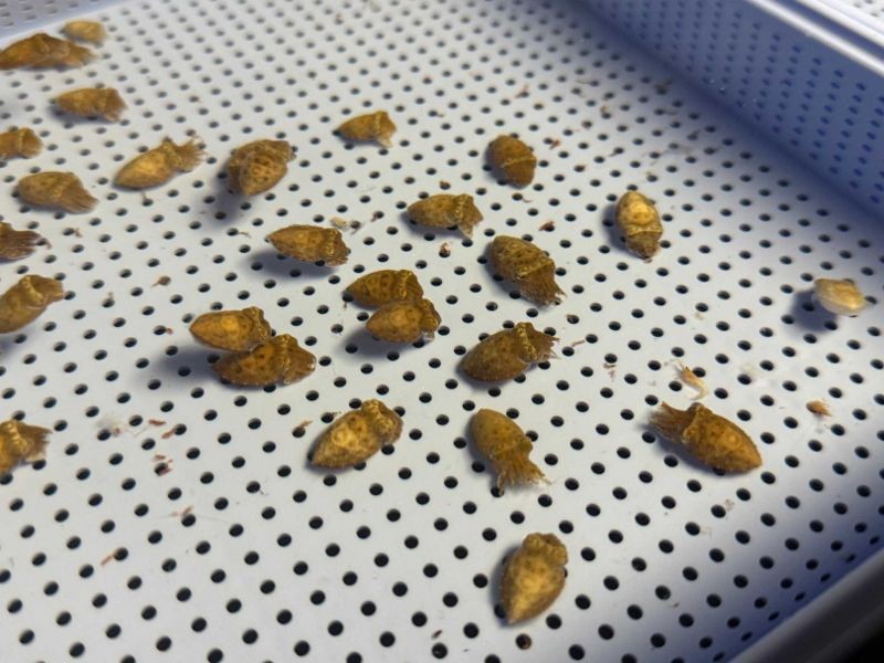 科學界的龍宮?清大教授實驗室養150隻花枝,研究牠們的情緒與痛覺。(翻攝自清華大學臉書)