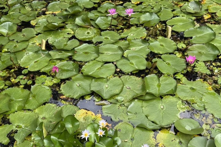 ▲睡蓮葉片漂浮在水面。　圖：臺北市政府工務局／提供