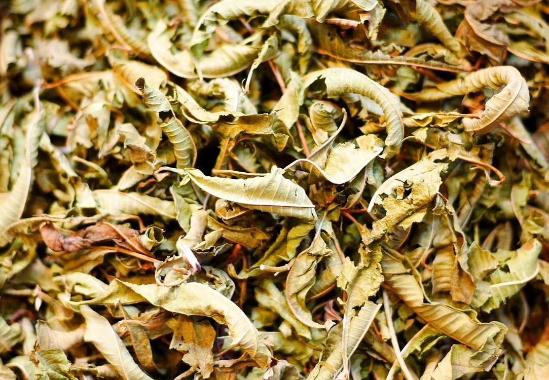 檸檬馬鞭草