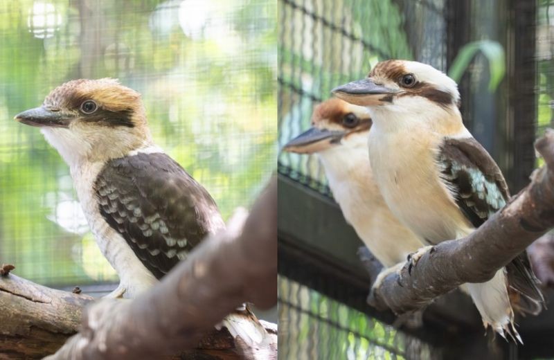 笑翠鳥亞成鳥羽色略帶米色(左圖),而成鳥的羽毛能明顯看出有水藍色斑點(右圖)。(北市動物園提供)