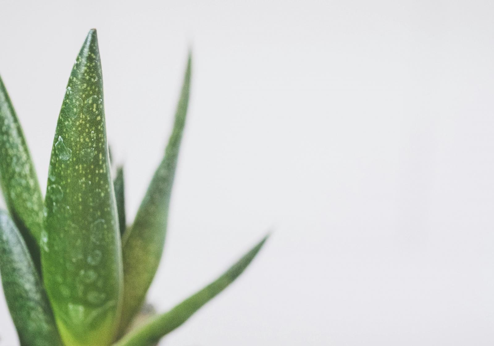 日常保濕蘆薈凝膠要用於化妝水後