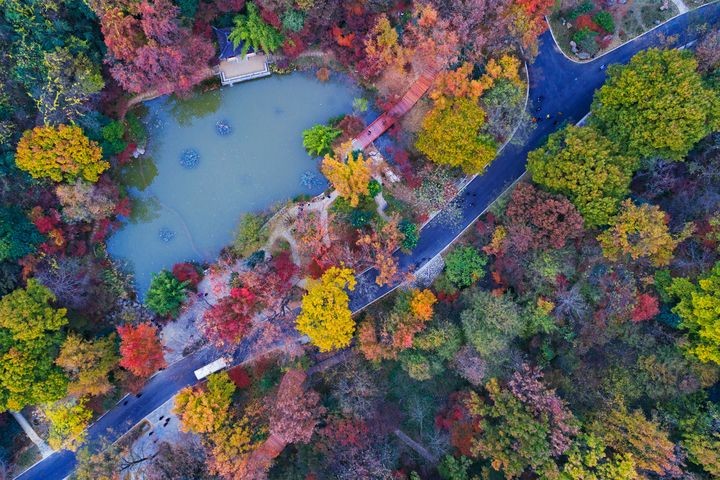 ▲南京棲霞山楓色濃烈層次豐富，宛如一座天然畫廊。　圖：shutterstock／來源
