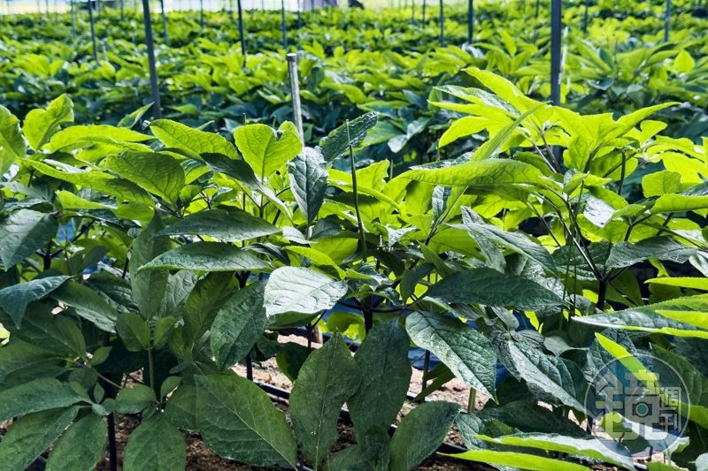 製作人蔘酒之前,嚮導會先帶我們走進人蔘田,認識並找出六年根的人蔘。