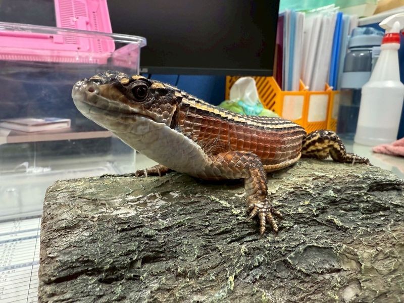 認養名單中還有溫馴、適應力強的盾甲蜥。(桃市動保處提供)