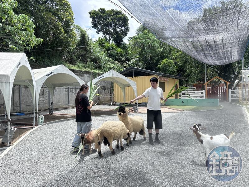 園區並不大,黑鼻羊、草泥馬、梅花鹿在裡面自由走動,園方會噴灑水霧降降溫。