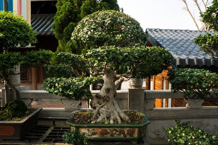 ▲嶺南盆景崇尚自然美，是園林藝術的珍品。　圖：shutterstock／來源