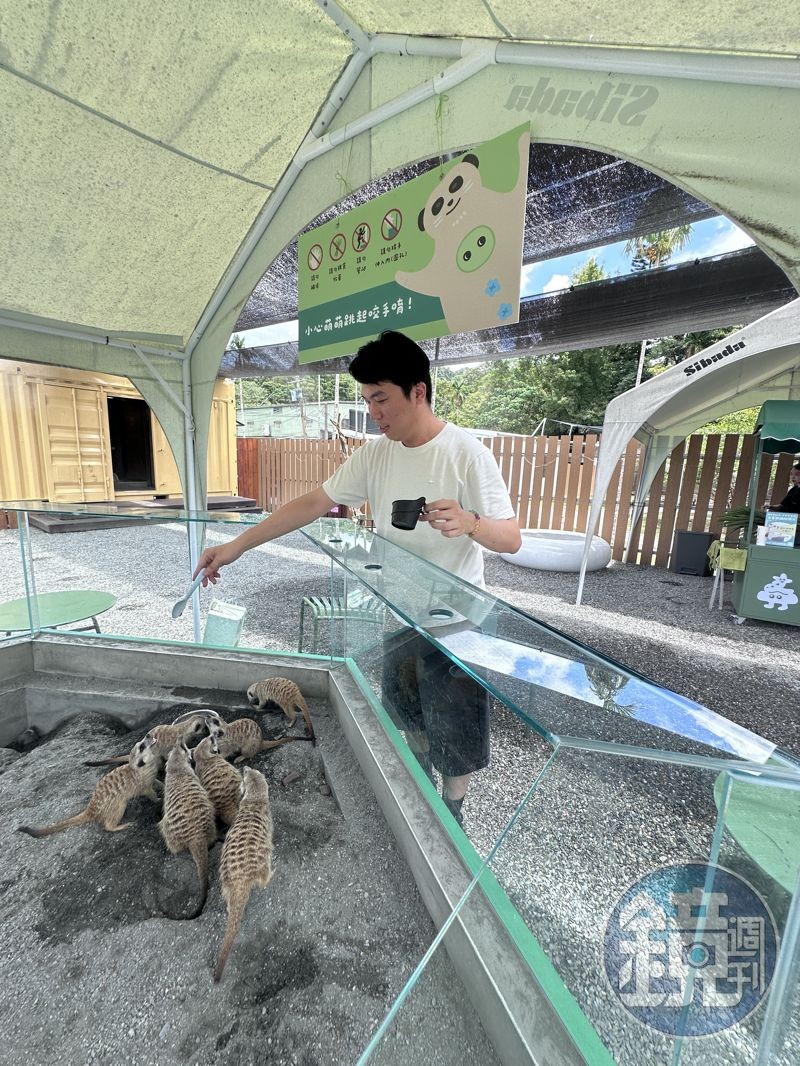 野生狐獴主要以昆蟲為食,遊客可以餵食麵包蟲。