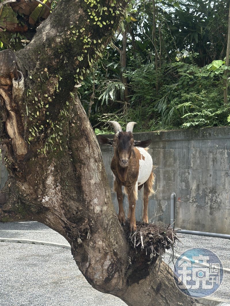 園區裡動物隨心所欲,連樹上都有羊的蹤影。