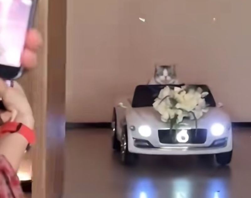 超萌小毛頭穿上精緻禮服、坐上跑車,肩負獨自入場送婚戒給新人的重大任務。(翻攝自小紅書)