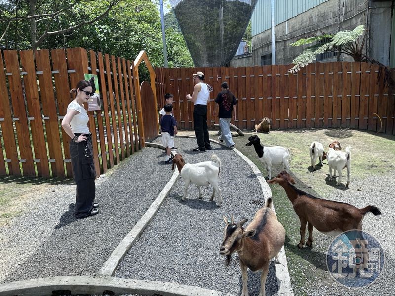 園區裡的動物很親人,不只可以餵食,也能在正確的方式下摸摸牠們。