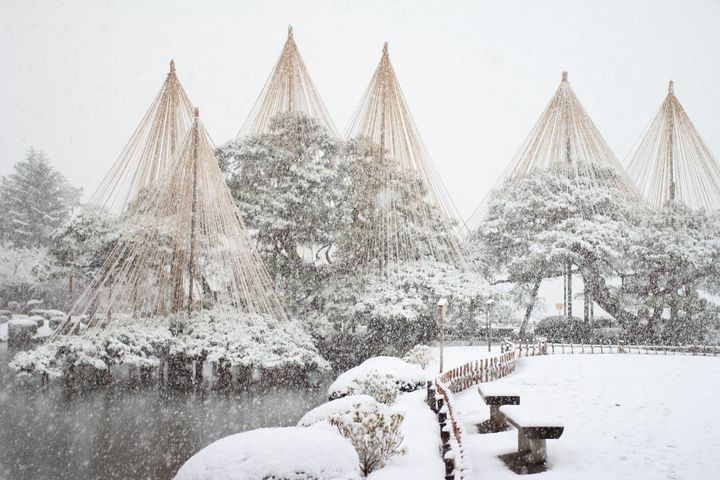 ▲宛如風雪中為唐崎松撐開大傘似的「雪吊」，為兼六園的知名冬景色。　圖：太平洋旅行社／提供