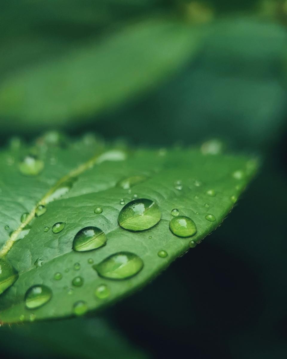 「寒露」是二十四節氣中的第十七個節氣