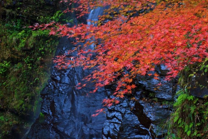 ▲轟峽與紅葉。　圖：（一社）長崎縣觀光聯盟／提供