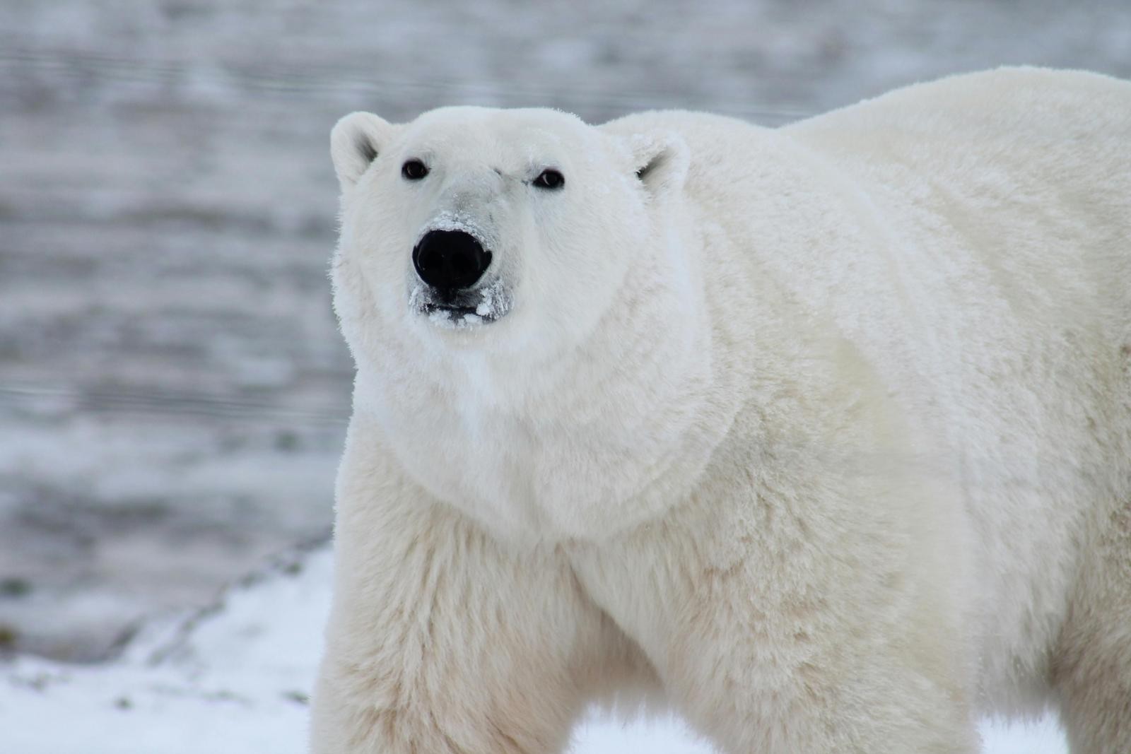 白熊效應(White Bear Phenomenon)又稱為「後抑制反彈效應」(Ironic Process Theory),關於它的經典實驗非常簡單——研究者請受試者在五分鐘內「不要想白熊」。結果顯示,受試者平均每分鐘都會想到白熊一次以上。原因在於,大腦在執行壓抑的動作時,會同時啟動一個「監控系統」來確保你有持續壓抑該念頭;而這個監控系統本身,就會不斷搜尋是否出現「白熊」相關的想法,因此反而提高其出現頻率。換言之,「不要想」本身就是在提醒大腦「要想」。放到感情世界裡,這就是為什麼失戀後越告訴自己「要走出來」,心裡反而越容易重播那些已經不想再回憶的片段。