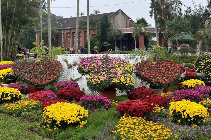 ▲各色繽紛的菊花(圖為資料照)。 圖:臺北市政府工務局公園路燈工程管理處/提供