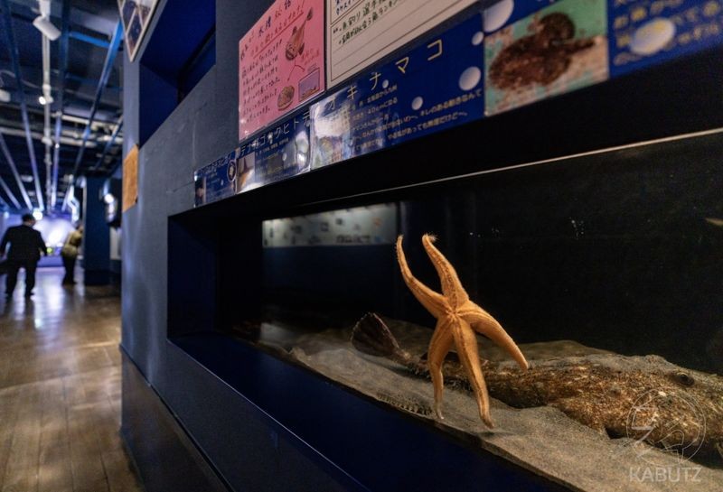 日本愛知縣竹島水族館內,一隻海星在閉館前貼著水族箱玻璃,姿勢宛如揮手向遊客道別,畫面曝光後迅速在網路上爆紅。(翻攝自X/curve_ni)
