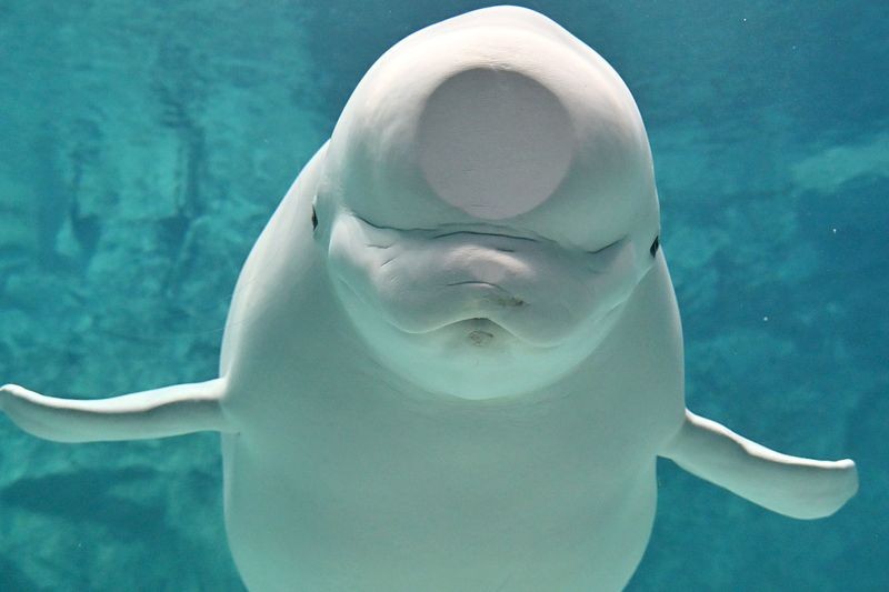 爸爸尼科(ニコ)頑皮活潑。(翻攝自名古屋港水族館)
