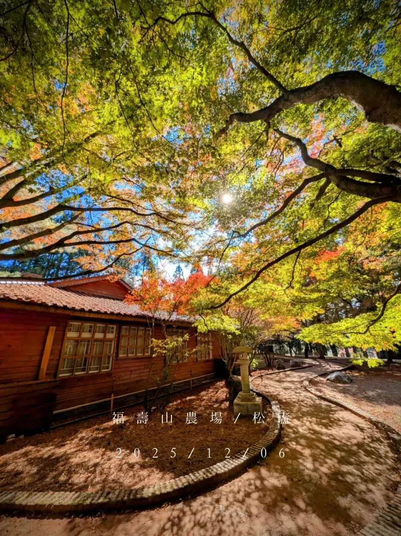 ▲福壽山農場內鴛鴦湖與松廬兩處楓紅,正是現在最美賞楓時期。(圖╱取自福壽山農場臉書)