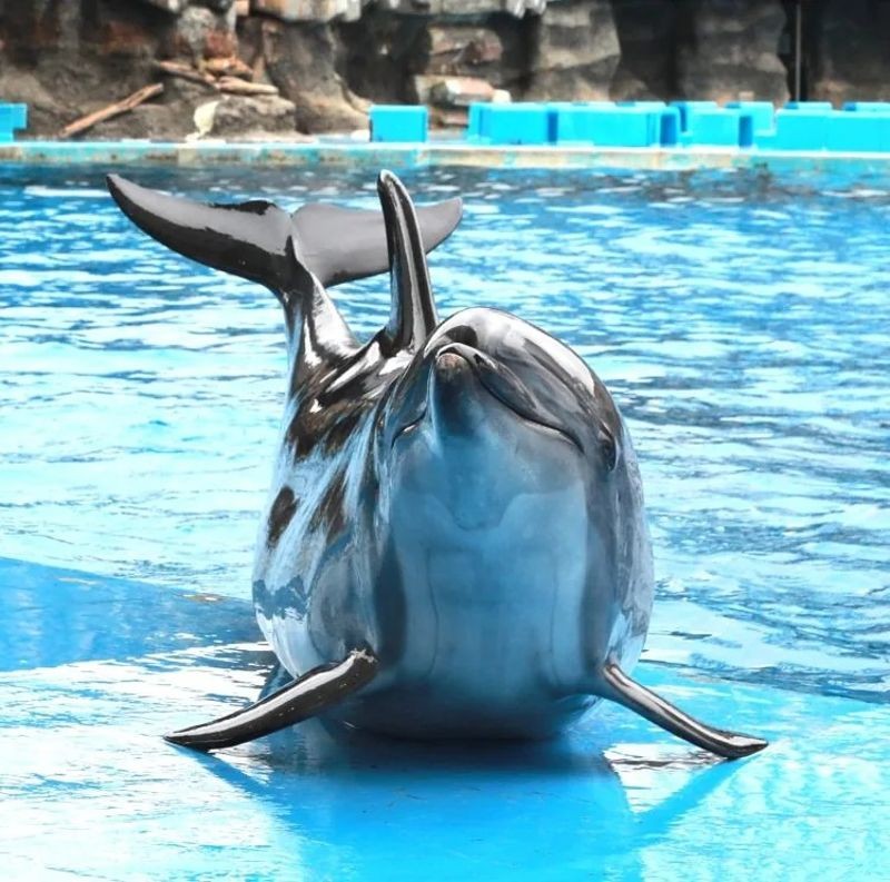 活潑的瓶鼻海豚「安」也傳出喜訊。(翻攝自名古屋港水族館)