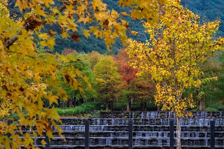 宜蘭近年爆紅的落羽松秘境「三層坪水土保持農塘教育園區」,曾在2022年底因遊客人數暴增,導致草皮受損、周邊交通壅塞而暫時封園整修,終於在今年12月正式重新開放。