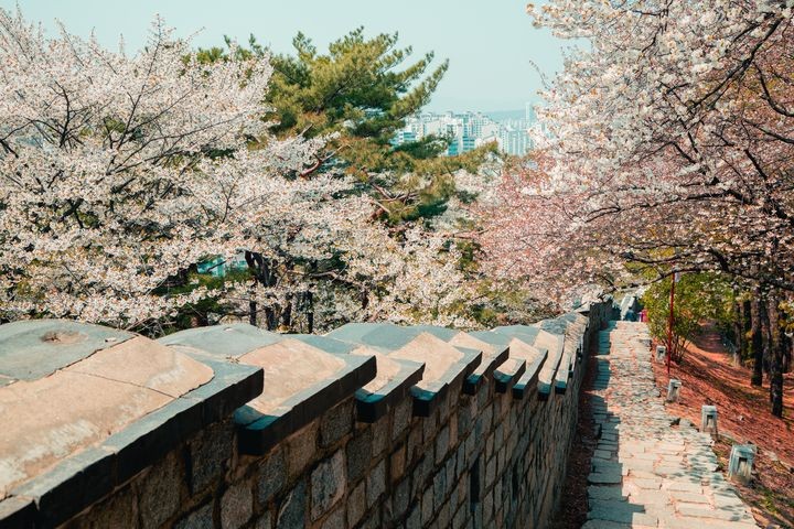 ▲京畿道熱門景點之一：水原華城。　圖：shutterstock／來源